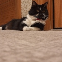 Tekir Kedi, Kedi  Pakize fotoğrafı