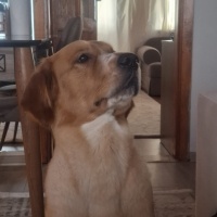 Golden Retriever, Köpek  dB fotoğrafı