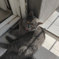 British Shorthair, Kedi  Leo fotoğrafı