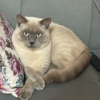 British Shorthair, Kedi  Lucas fotoğrafı