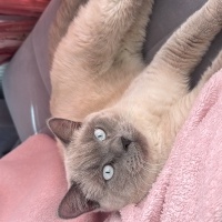 British Shorthair, Kedi  Lucas fotoğrafı