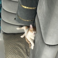 Tekir Kedi, Kedi  Paşa fotoğrafı