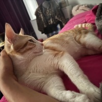 Tekir Kedi, Kedi  Paşa fotoğrafı