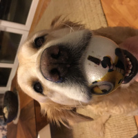 Golden Retriever, Köpek  BART fotoğrafı