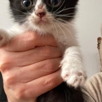Scottish Fold, Kedi  Şirin Yavrular fotoğrafı