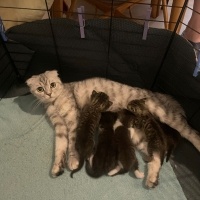 Scottish Fold, Kedi  Şirin Yavrular fotoğrafı