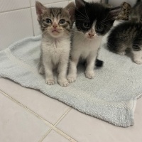Scottish Fold, Kedi  Şirin Yavrular fotoğrafı