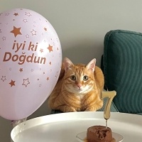 Sarman, Kedi  Sunny fotoğrafı