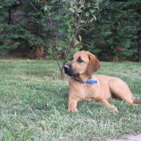 Labrador Retriever, Köpek  linda fotoğrafı