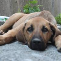 Labrador Retriever, Köpek  linda fotoğrafı