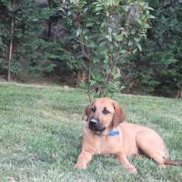 Labrador Retriever, Köpek  linda fotoğrafı