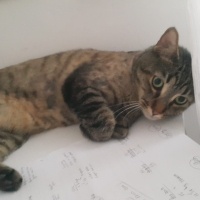 Tekir Kedi, Kedi  Mojo fotoğrafı