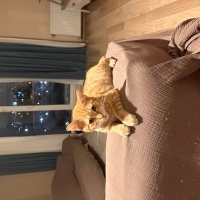 Sarman, Kedi  Leon fotoğrafı
