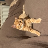 Sarman, Kedi  Leon fotoğrafı