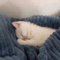 British Shorthair, Kedi  Maya fotoğrafı