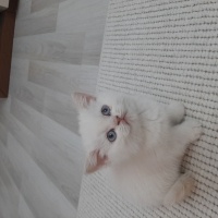 British Shorthair, Kedi  Maya fotoğrafı