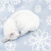 Ankara Kedisi, Kedi  Müzeyyen  fotoğrafı