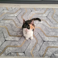 Tekir Kedi, Kedi  Fındık fotoğrafı