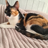 Tekir Kedi, Kedi  Fındık fotoğrafı