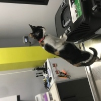 Tekir Kedi, Kedi  Fındık fotoğrafı