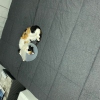 Tekir Kedi, Kedi  Fındık fotoğrafı