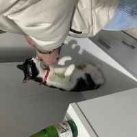 Tekir Kedi, Kedi  Fındık fotoğrafı
