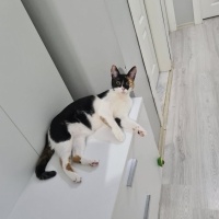 Tekir Kedi, Kedi  Fındık fotoğrafı