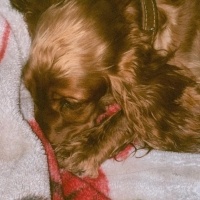 Amerikan Cocker Spaniel, Köpek  Tarçın fotoğrafı