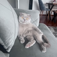 Scottish Fold, Kedi  ŞEKER fotoğrafı