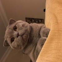 Scottish Fold, Kedi  ŞEKER fotoğrafı