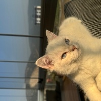 British Shorthair, Kedi  Belo fotoğrafı