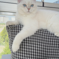 British Shorthair, Kedi  Belo fotoğrafı