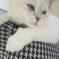 British Shorthair, Kedi  Belo fotoğrafı