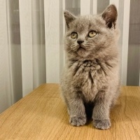 British Shorthair, Kedi  Duman fotoğrafı