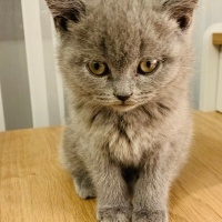 British Shorthair, Kedi  Duman fotoğrafı