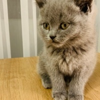 British Shorthair, Kedi  Duman fotoğrafı