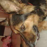 Alman Çoban Köpeği, Köpek  Lucy fotoğrafı