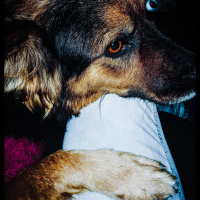 Alman Çoban Köpeği, Köpek  Lucy fotoğrafı