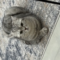 Scottish Fold, Kedi  Ares fotoğrafı