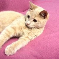 Tekir Kedi, Kedi  Tarçın fotoğrafı