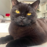 British Shorthair, Kedi  lucy fotoğrafı