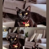 British Shorthair, Kedi  lucy fotoğrafı
