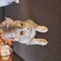 Tekir Kedi, Kedi  Pera fotoğrafı