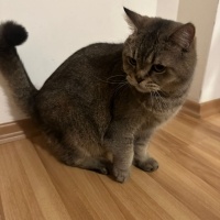 American Shorthair, Kedi  Aslan fotoğrafı