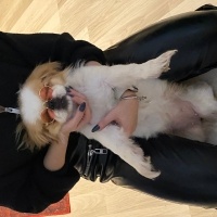 Pekingese, Köpek  Rakı fotoğrafı