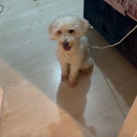Poodle(Standart Kaniş), Köpek  Pastel fotoğrafı