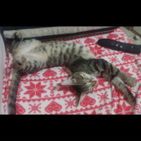 Tekir Kedi, Kedi  Mina fotoğrafı