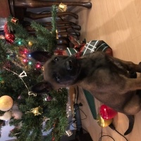 Belçika Malinois, Köpek  Roys fotoğrafı