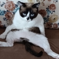 Birman, Kedi  Karamel fotoğrafı
