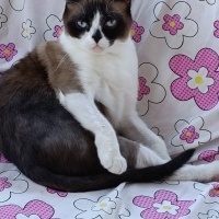 Birman, Kedi  Karamel fotoğrafı